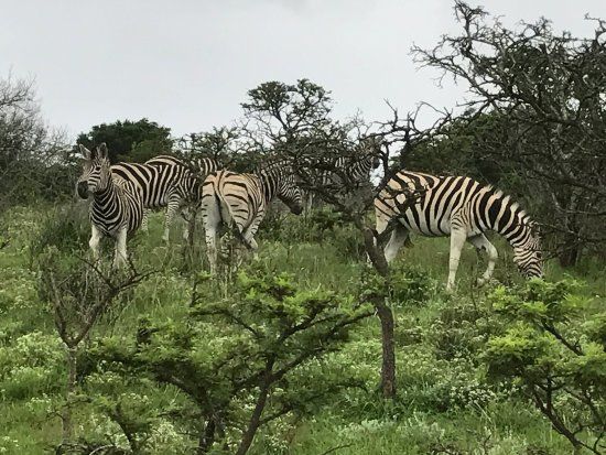 Mpongo Park Game Private Reserve